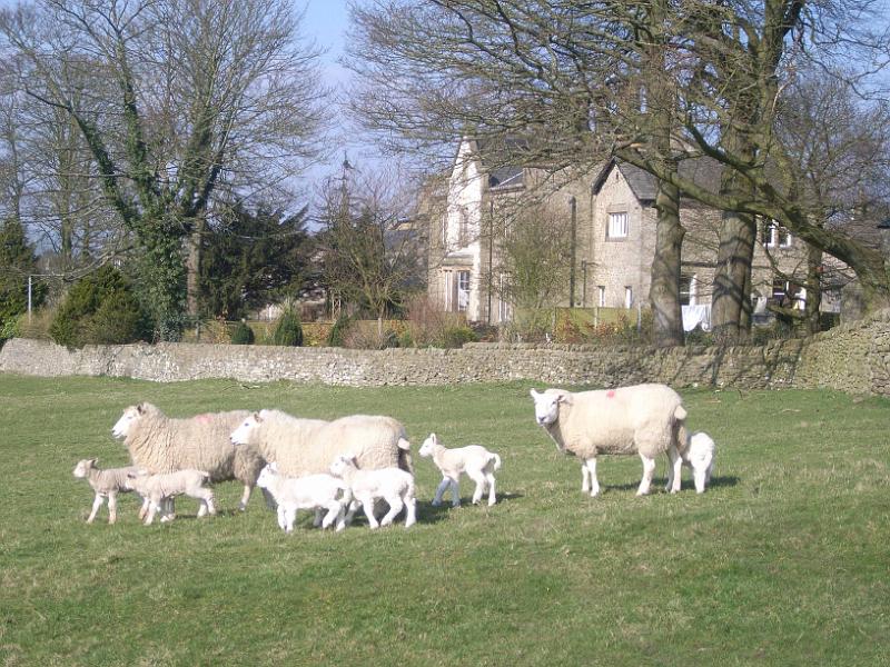 0703lv022.jpg - "A Walk with Mum" - by Louise Vardey Lleyn sheep and lambs, Eldon House